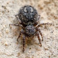 Avatar for Coprolite9000 - Pixelfed