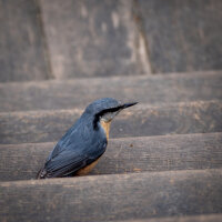 Avatar for Samuel Nachtmann